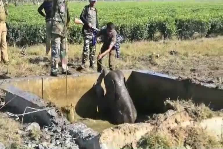 elephant cub in water at Alipurduar
