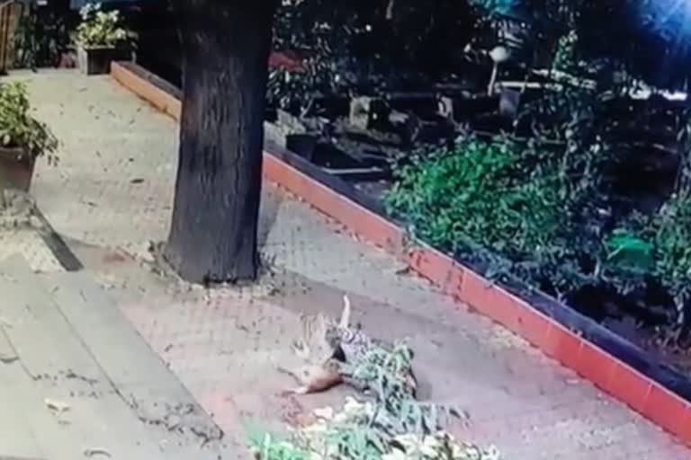 leopard-dog fight in mumbai