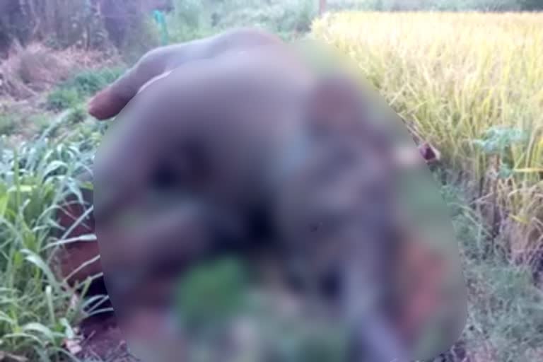Elephant death in Mandya