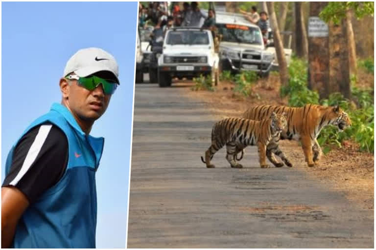 Under-19 World Cup 2020: Indian team stay in tiger safari with Dravid for improve bonding