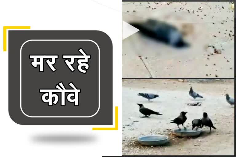 ajmer crows death news, अजमेर में कौवो के मरने की खबर