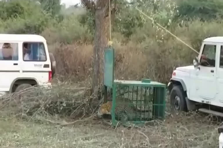 Narlai Rescue Panther Cub Jodhpur, नारलाई रेस्क्यू पैंथर शावक जोधपुर