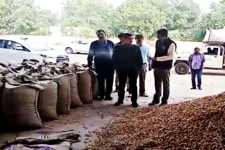 Collector inspected peanut purchase in Bikaner, कलेक्टर ने लिया मूंगफली खरीद का जायजा