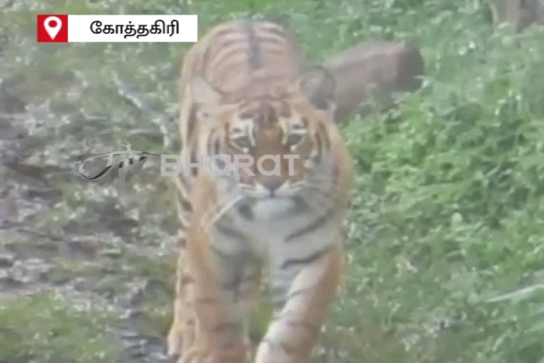 twin-tigers-roaming-in-ooty-residential-area