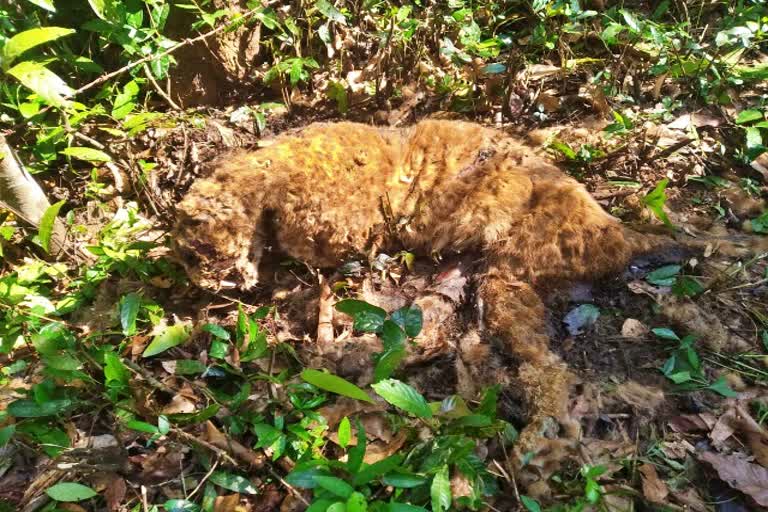 leopard cub death