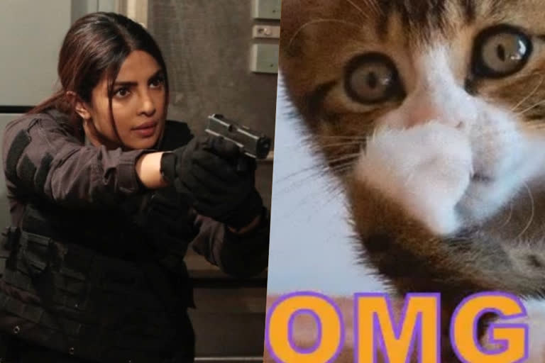 Priyanka Chopra shares video of cats reacting to cat filter and it is hilarious