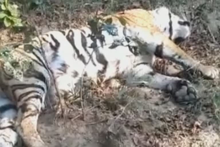 tiger deadbody found in pench tiger reserve area