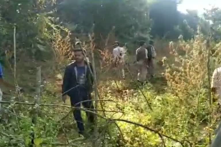 raid by police and excise dept, ganja tree destructed in berhampur, berhampur latest news, ବ୍ରହ୍ମପୁର ଲାଟେଷ୍ଟ ନ୍ୟୁଜ୍‌, ବ୍ରହ୍ମପୁରରେ ଗଞ୍ଜେଇ ଗଛ ନଷ୍ଟ, ପୋଲିସ ଓ ଅବକାରୀ ବିଭାଗର ମିଳିତ ଚଢାଉ