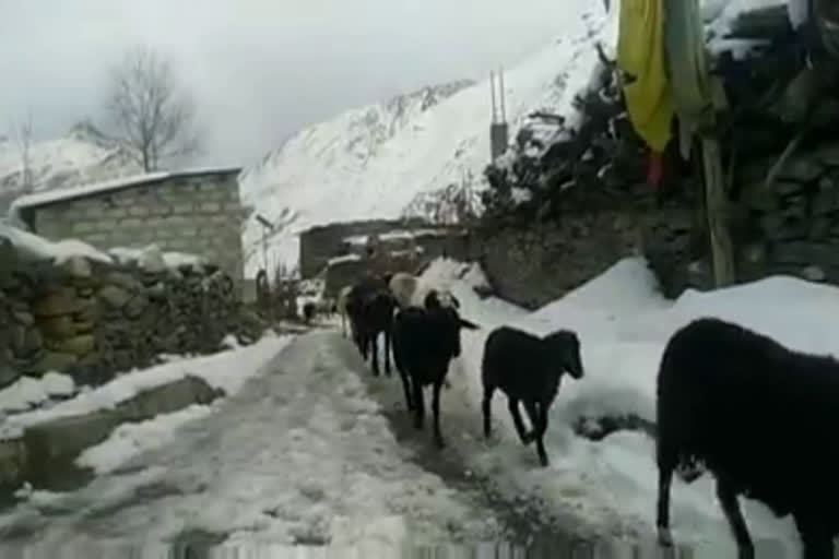 Sheep Spinach visit in Lower areas in kinnaur