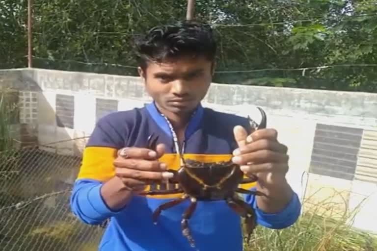 farmer-started-a-crab-farming-business-in-pune