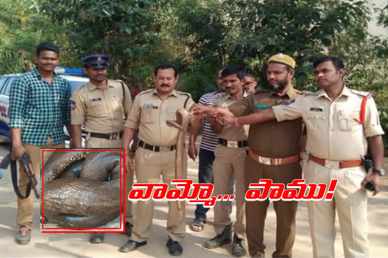 Two-headed snake on farmer's farm at Jayashankar Bhupalapally District