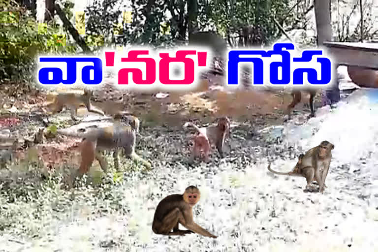 people fear for monkey attack in turkapalli yadadri district