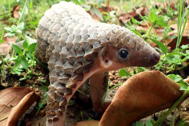 indian pangolin trafficking incident, world crime control bureau,  investigation of indian pangolin trafficking, ୱାଇଲଡ଼ କ୍ରାଇମ କଣ୍ଟ୍ରୋଲ ବ୍ୟୁରୋ, ବଜ୍ରକାପ୍ତା ଚୋରା ଚାଲାଣ, ଭୁବନେଶ୍ବର ଖବର