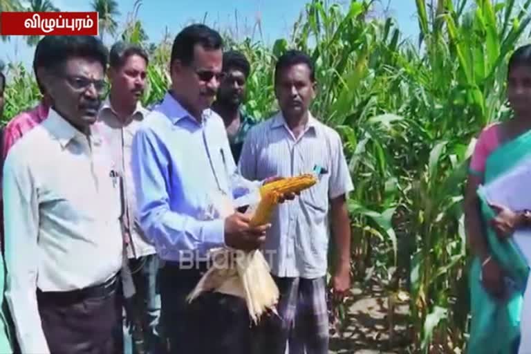 TN agriculture department director inspected the farming land near kallakurichi