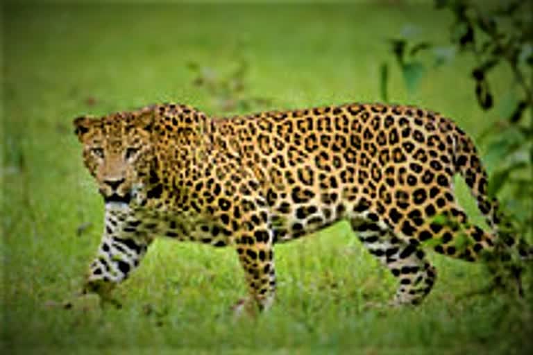 leopard capture