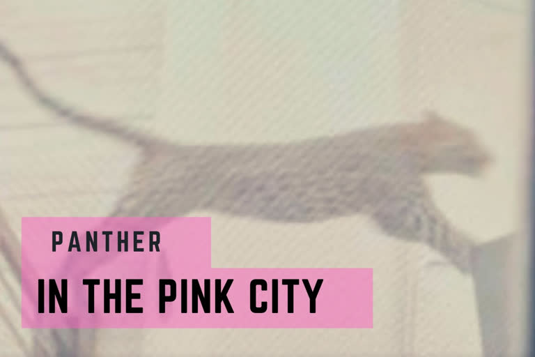 Panther in pink city