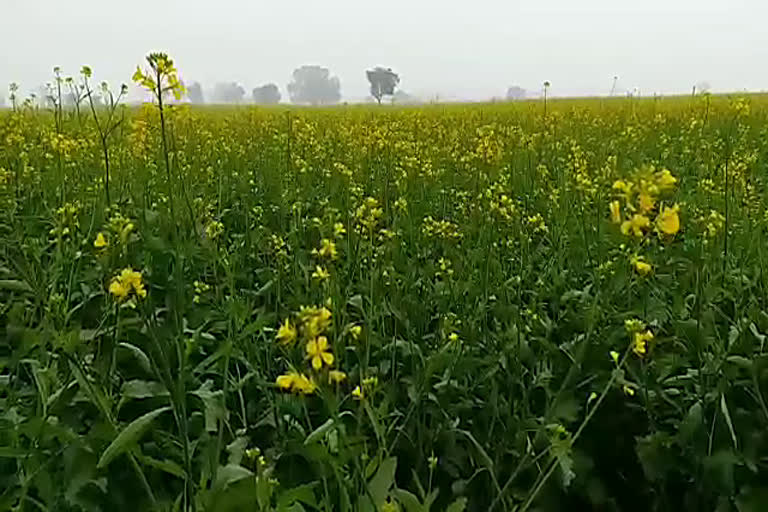 Last night rains in Dhaulpur, relief to farmers, rain in Bhopalgarh, fog in Bhopalgarh, भोपालगढ़ में ठंडी हवाएं, धौलपुर में बारिश