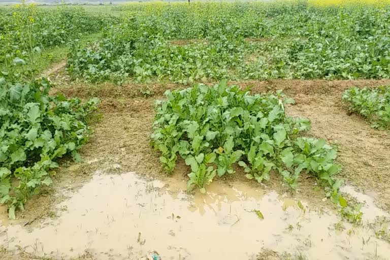 The fields rose with rain