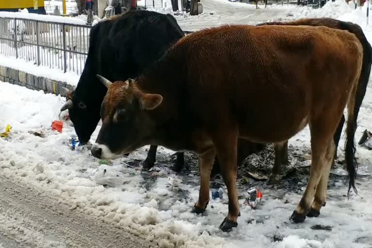 heavy Snowfall  in Kinnaur