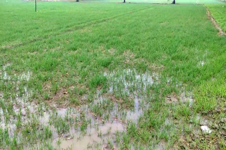 wheat crops damage in rohtak