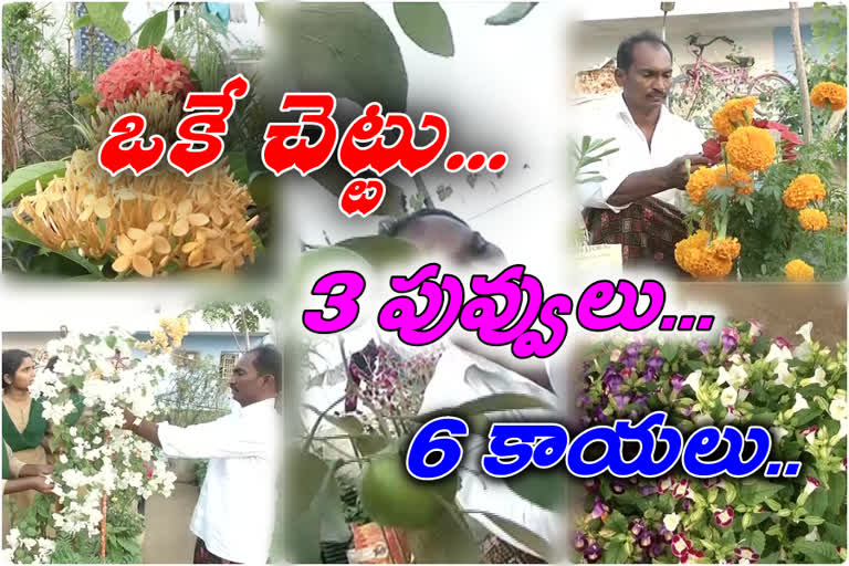 different verities of fruits in same plant