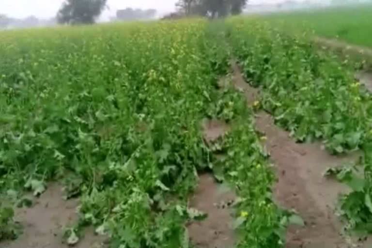 palwal crop damage by hail