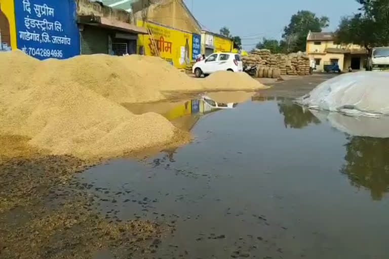 Paddy is getting wasted in water