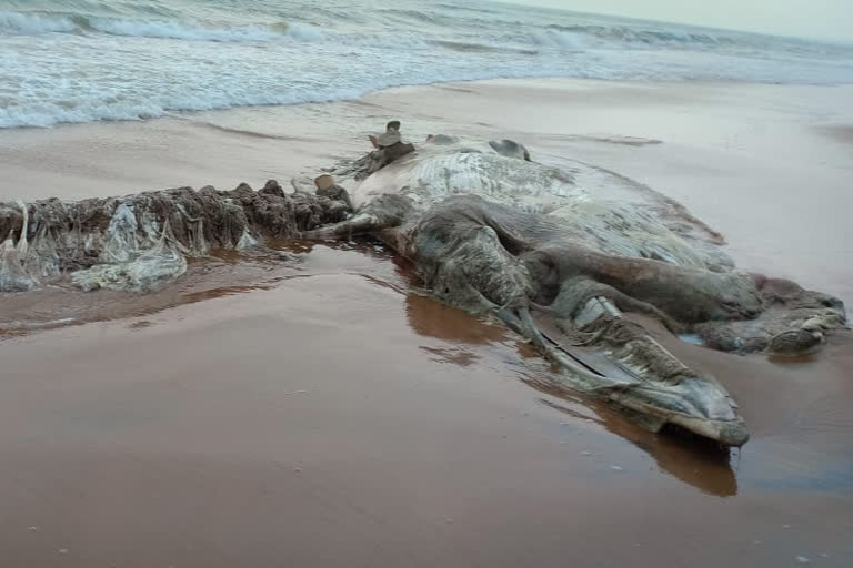 Whale fish deadbody found in beach