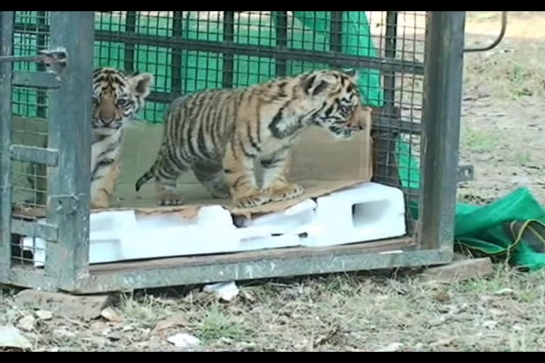 Preparation to send 5 tigers to another tiger reserve