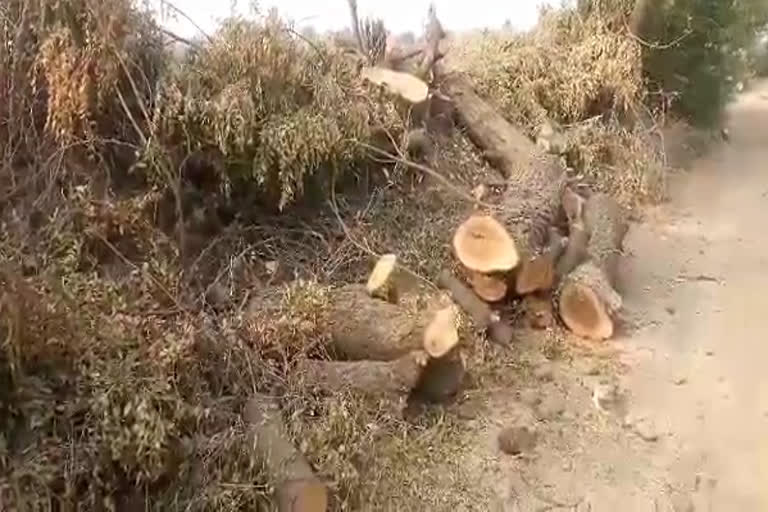 illegal cutting of neem trees