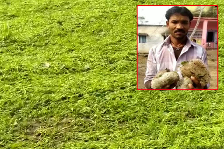 farmers-crop-deteriorated-due-to-rain-and-hailstorm-in-narsinghpur