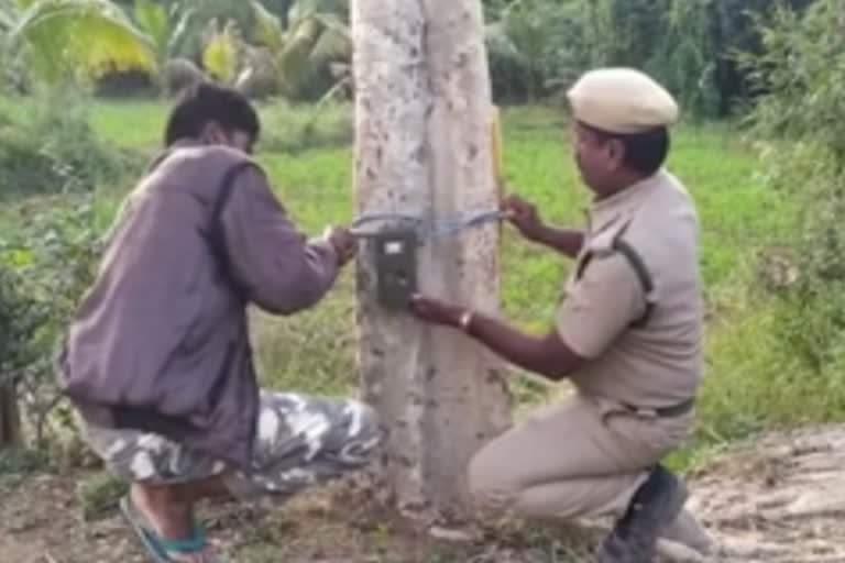 goat-kills-a-leopard-near-talwadi