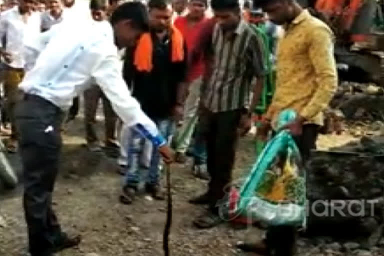 two-snakes-were-released-by-a-snake-friend-in-a-natural-habitat-in-washim