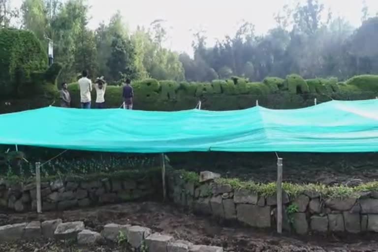 A green carpeted garden to protect the flowers from the snow falling