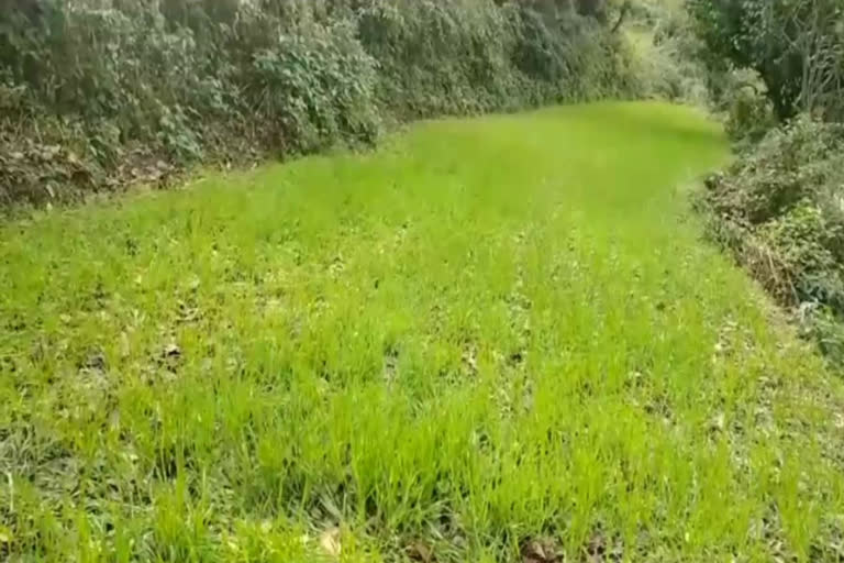 Farmers happy with rain in Paonta Sahib