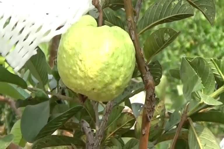 thailand breed guava in jind