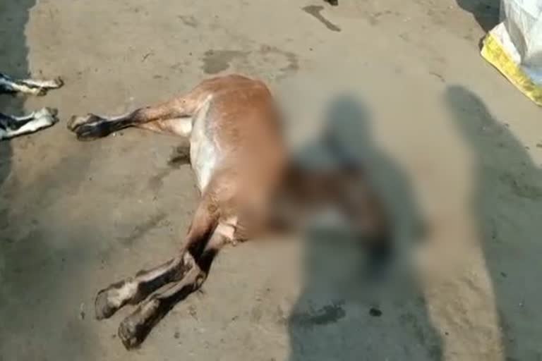 Animals die after vaccination in Supebheda