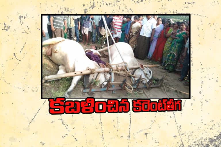 farmer and his cows died due to current shock in kadapa