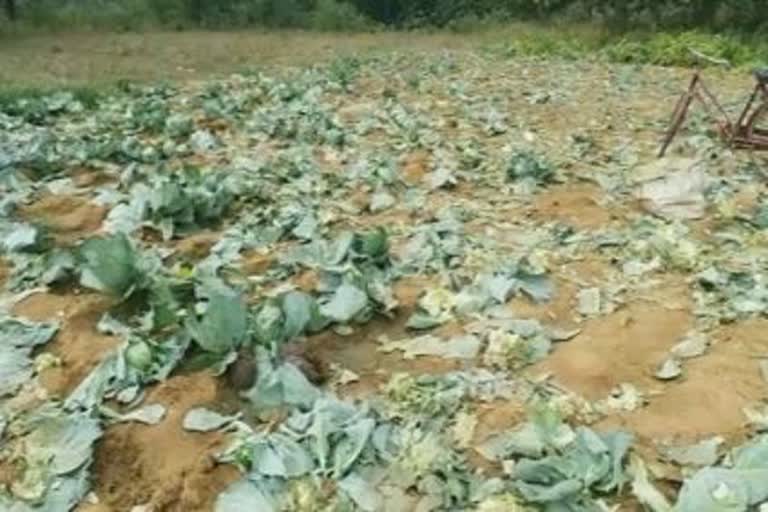 vegetable field destroy by elephant