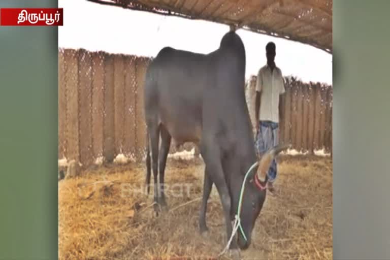 tirupur Farmers' request govt to set up a  kangayam bull's milk diary