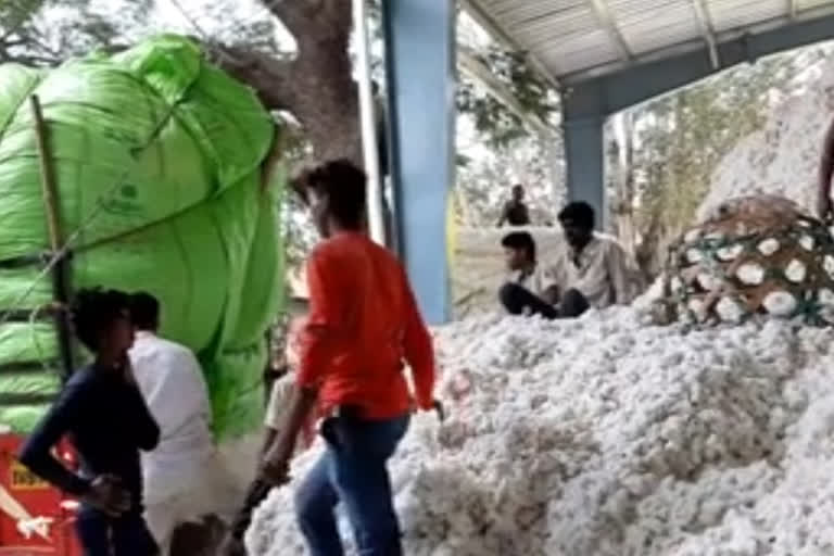 farmers-are-crowded-at-the-government-cotton-shopping-center-in-amravati