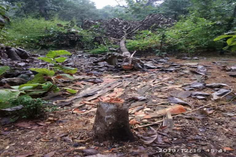 illegal-cutting-of-trees-in-jabalpur