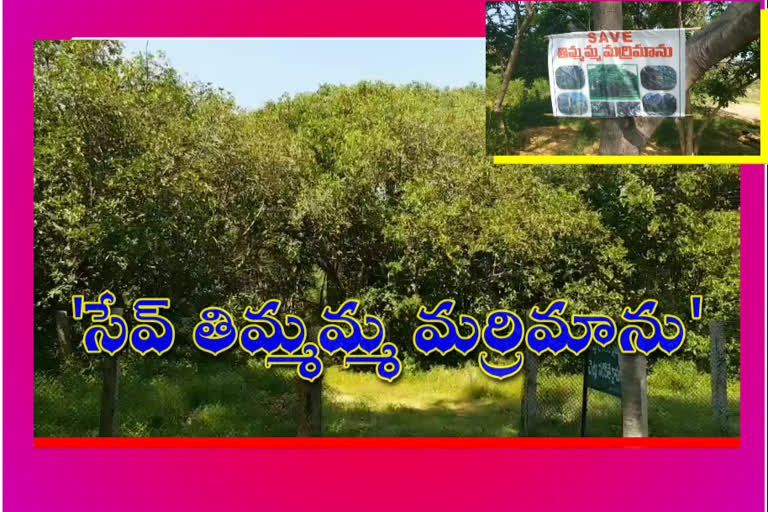 timmamma marrimanu tree in ananthapuram district