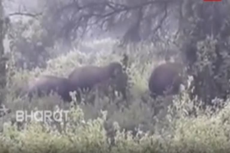 elephant enter into andhra-odisha border