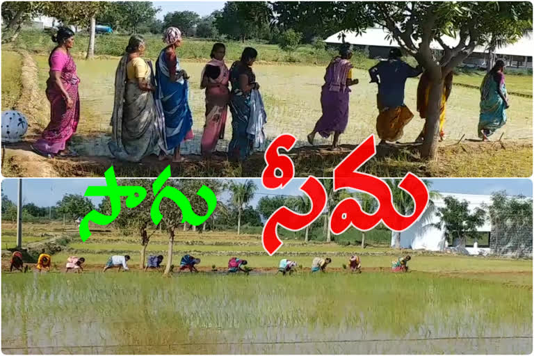 Aruvaca in the famine  of rayalaseema