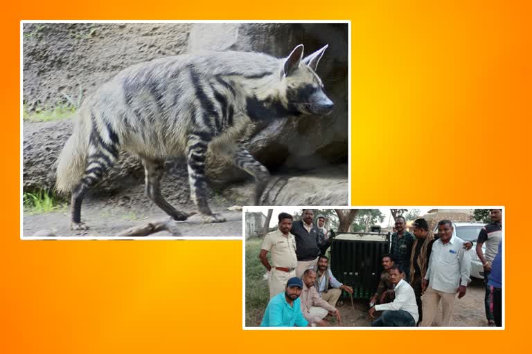 Forest department success in catching Hyena