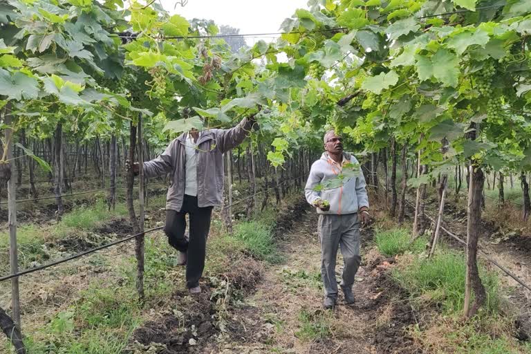 wine gardeners Farmer get terrified by sudden wave of Fog in Dindori