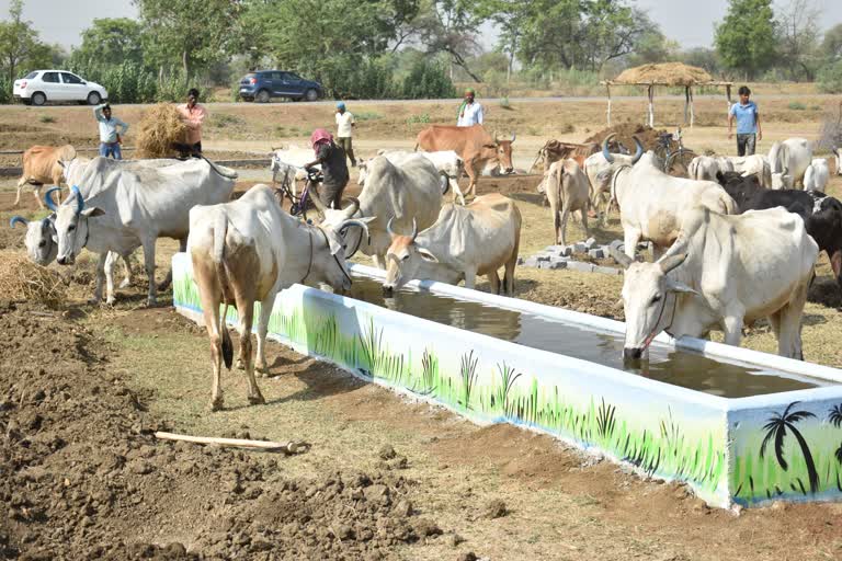 Dung collection call competition in balodabazar