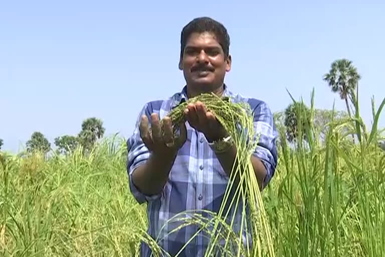 story on west godavari farmer subrahmanyam doing organic farming