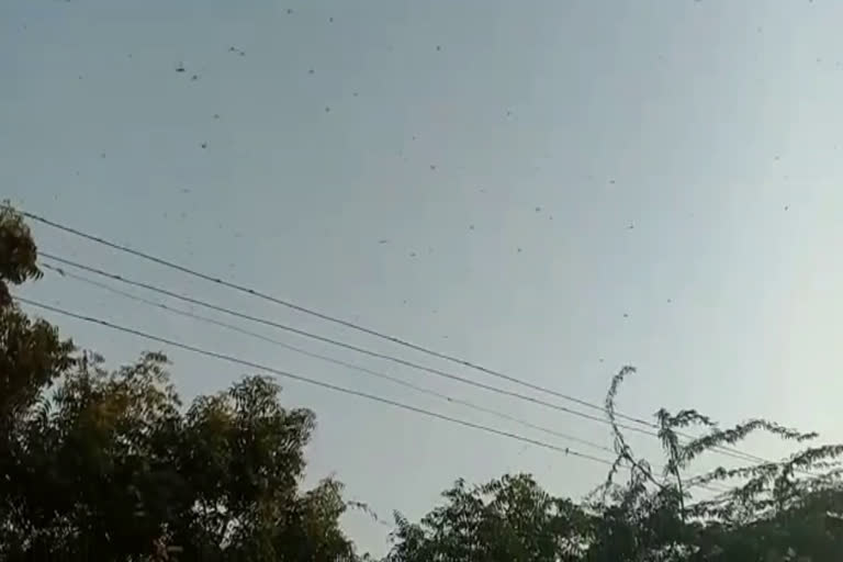 टिड्डी की खबर,  News of Grasshopper,  टिड्डी ने बर्बाद किया किसान की फसल,  Locust ruined farmer's crop